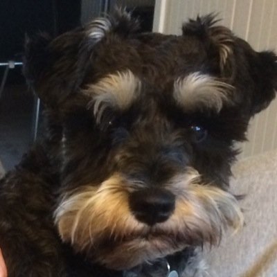 Our_Schnauzers's profile picture. Rygel was a Salt & Pepper boy 2001-2012. Henry, a Black & Silver boy 2012 - present. Warwick, a Black & Silver boy 2015 - present. #Schnauzersgang