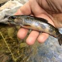 Dana Cummings - @DanahuntsVT - Twitter