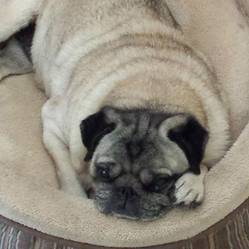 gleemorse's profile picture. Writer, SCBWI member, mother and wife, animal lover. gardener, foodie, love living in Santa Barbara. Pisces