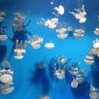 Ina (@i_schaefer) 's Twitter Profile