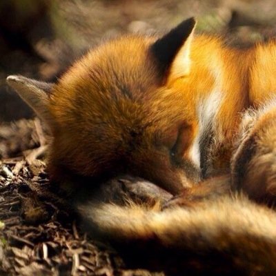 chileanimalista's profile picture. El respeto del hombre hacia los animales es inseparable del respeto de los hombres entre ellos mismos.