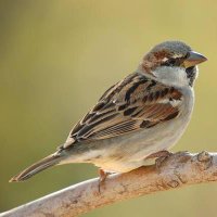 PILÓN (@piln4) 's Twitter Profile