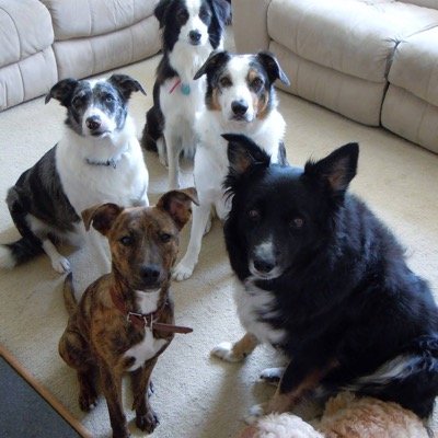 Providing Daily Dog Walks and The Perfect Holiday Home Environment for all your Furry (and not so Furry) Friends!!!