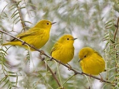 ابحث عن اخبار العداوان الصهيوني وكيف سيتم باذن الله نهايته علئ ايدي رجال الرجال