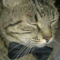 Begoña A. (@begodixit) 's Twitter Profile