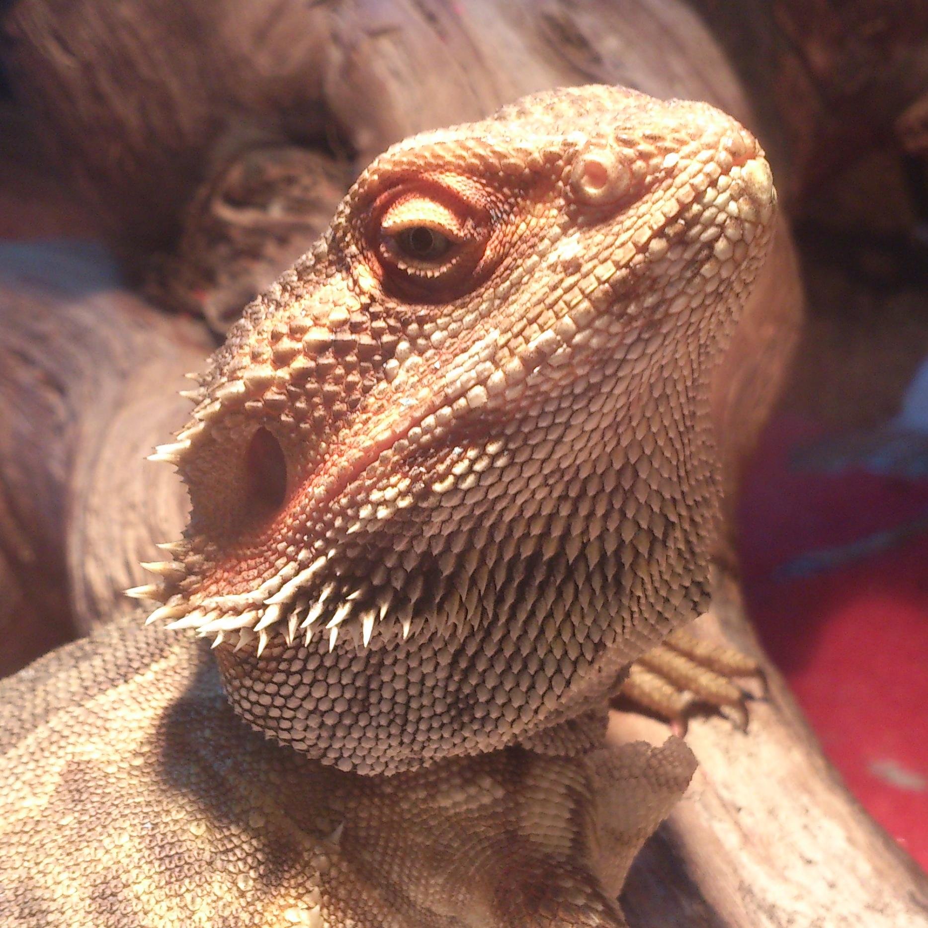 Strange, foul-tempered bearded dragon. Enjoys pooing and walking into walls. Done a few book reviews for @bizarremagazine Supports #westham #COYI