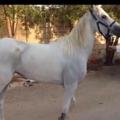 .
.
لن تُحِبّك الخيل حتى تُتّقِن الحديث معها