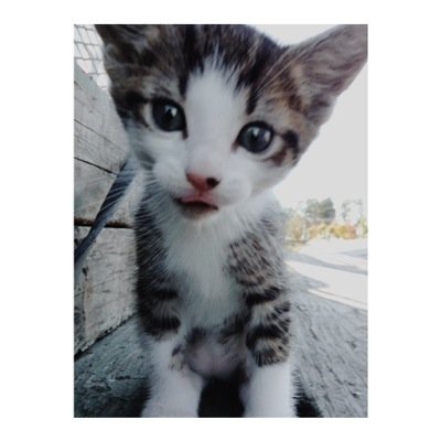im a cat lol