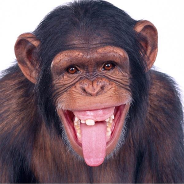 YoMama1000jokes Profile Picture