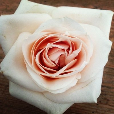 SharonEskell's profile picture. al round chief cook and bottlewasher