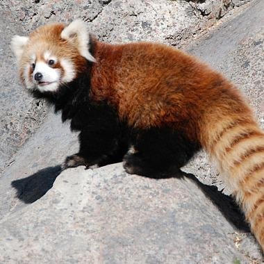 pinquqi's profile picture. 