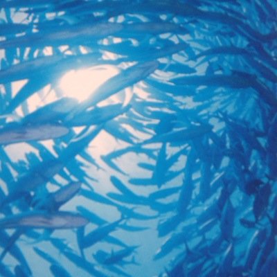 namipupupu's profile picture. 無