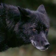 I'm the leader of The Heist Pack.for the strength of the pack is the wolf. My name's Chaska and my beautiful mate is @BrookTheAlpha #Shapeshifter