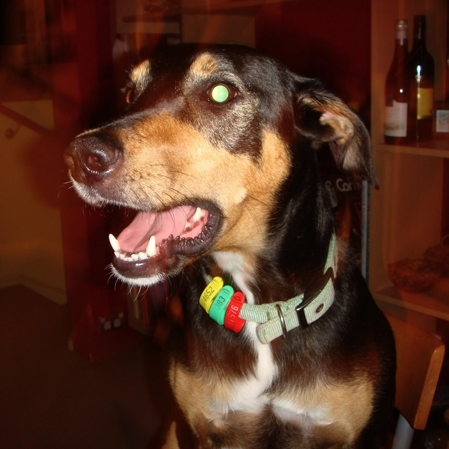 SaltyDogNP's profile picture. 