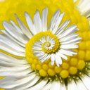 Daisy Gee - @DaisyGee501 - Twitter