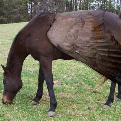 おもしろい動物の合成写真 Twitterren カッコイイ猫のような Http T Co Mrjaminpex