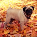 Otis Guy - @otisthepugguy - Twitter