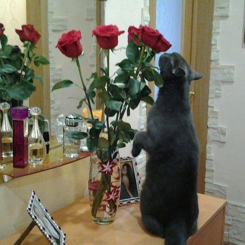 Увлекаюсь  вязанием,  обожаю  кошек.