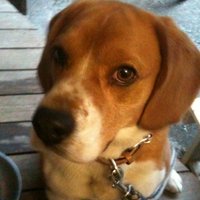 幼女 (@a_yard_haiku) Twitter profile photo