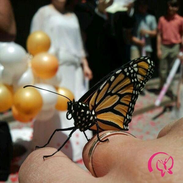 Un lacher de papillons c'est original. Il s’agit d’une entreprise innovante qui offre un moment magique pour votre mariage : le lâcher de papillons vivants