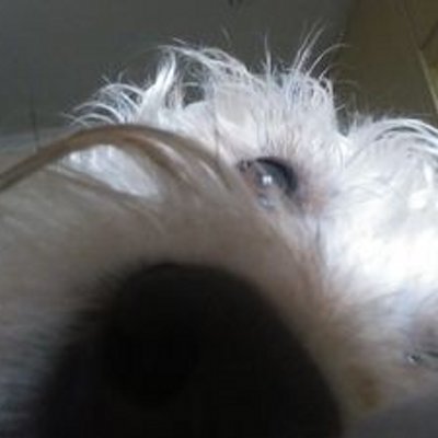 ricealmc's profile image