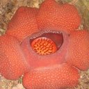 Jo Thomson - @y0rkie_Girl - Twitter