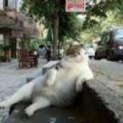 おもしろねこ画像 Nekogazou1 Twitter おもしろねこ画像 Nekogazou1 Twitter