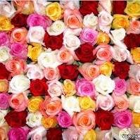 mercedes_bmwc's profile picture. 