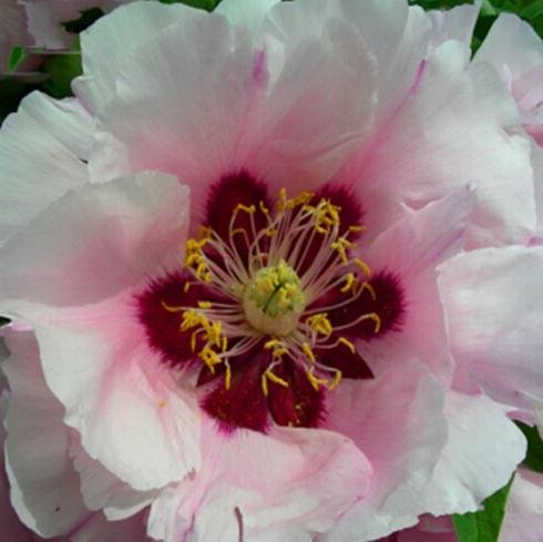 We are growing peonies in China.  A Chinese saying claims that if you plant a peony you plant it for you, your children and your children's children!
