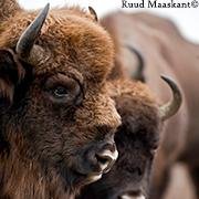 Wisenten's profile picture. From 2007 European bison live freely in the Dutch dune area the Kraansvlak (NPZK). Started with 6 individuals from Poland, the herd grows every year from 2009.