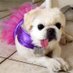 MyDogToldMeSo (@mydogtoldmeso) Twitter profile photo MyDogToldMeSo (@mydogtoldmeso) Twitter profile photo