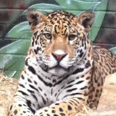 Female, Single, Live in Herts, Work in London, Love: Spurs, Big Cats, Music, Theatre, Creativity. Live life and be Happy :-)