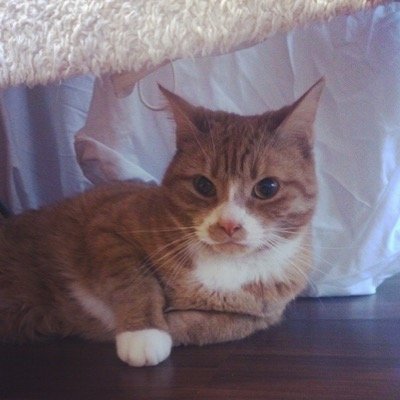 BoobieFlynn's profile picture. Chances are even when I love you I absolutely Fucking hate you. Unless Dreamies are involved. Nibblets of heaven, Dreamies, aren't they!