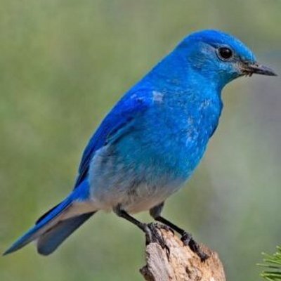 幸せを呼ぶ青い鳥 Bulebardhappy Twitter