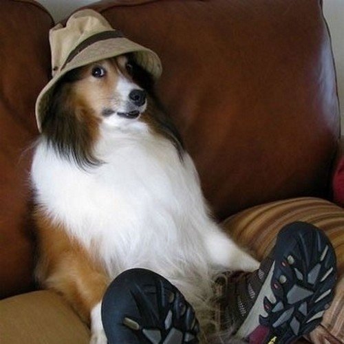 Lovelymutts's profile picture. A collection of Dogs