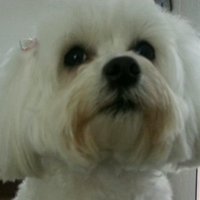 Teresa barrios (@teresturlese) 's Twitter Profile