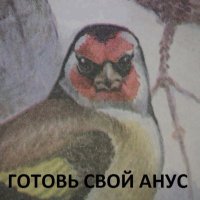 Снегир (@dobbyandnosok) 's Twitter Profile
