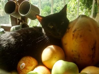 Entendiendo y cuidando a los gatos... y otras mascotas. Información de alimentación apropiada para los gatos, comportamiento, adopciones, historias y más