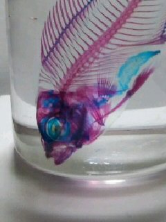 爬虫類と魚類と猛禽類が好きです。このアカウントはVagu*ProjectさんとYuI-唯-さんを応援しています。