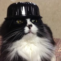ぴんが (@pinga1023) 's Twitter Profile
