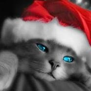 NatallyBia's profile picture. 