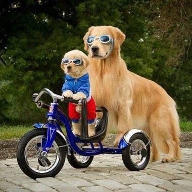 Dogthailandnet
