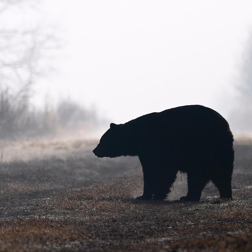 Bare_Strength's profile picture. Physical education for the hero within.