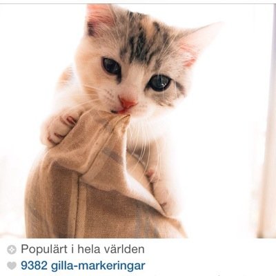 eliasadersson01's profile picture. älskar min bästa bff