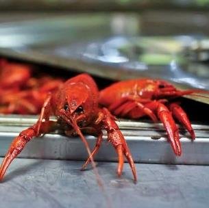 BREWski's is your home for CRAWFISH, Shrimp, Oysters, and a variety of Craft Beers. Also have MSU Spirit supplies, snacks, gas, and tobacco products. #HailState