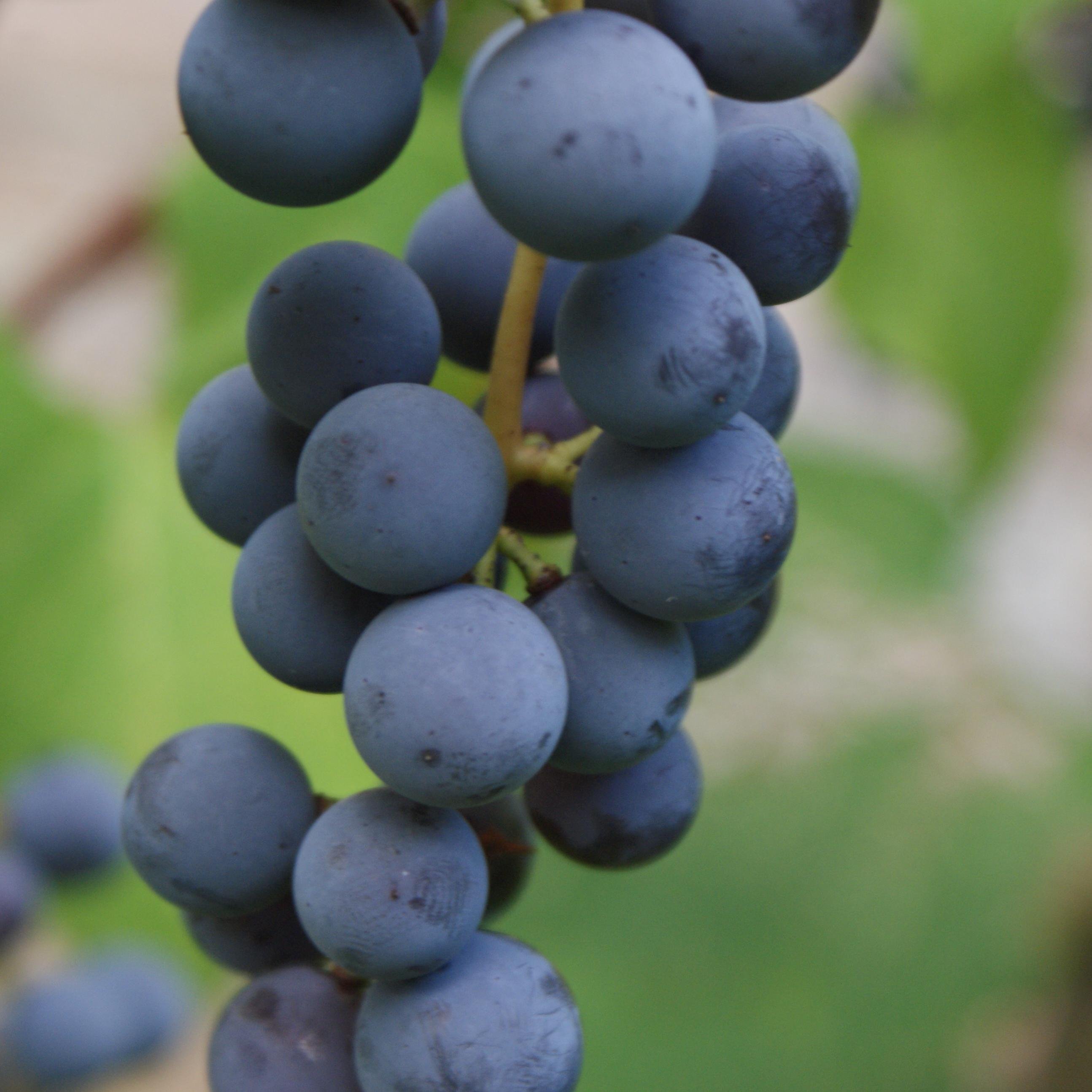 New farmer of alcohol(wine) & food to go with alcohol(organic produce @pleasantpondmd). Was a financial researcher and a self-proclaimed global elite.