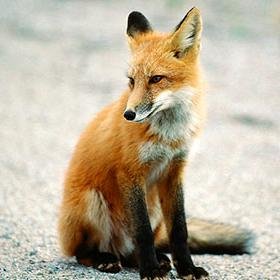 Frollein_Fuchs's profile picture. 