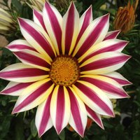Secret Garden Centre (@secretgdn) 's Twitter Profile
