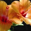 Donna Rolfe - @dlrolfe50 - Twitter