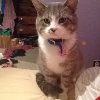 im cat